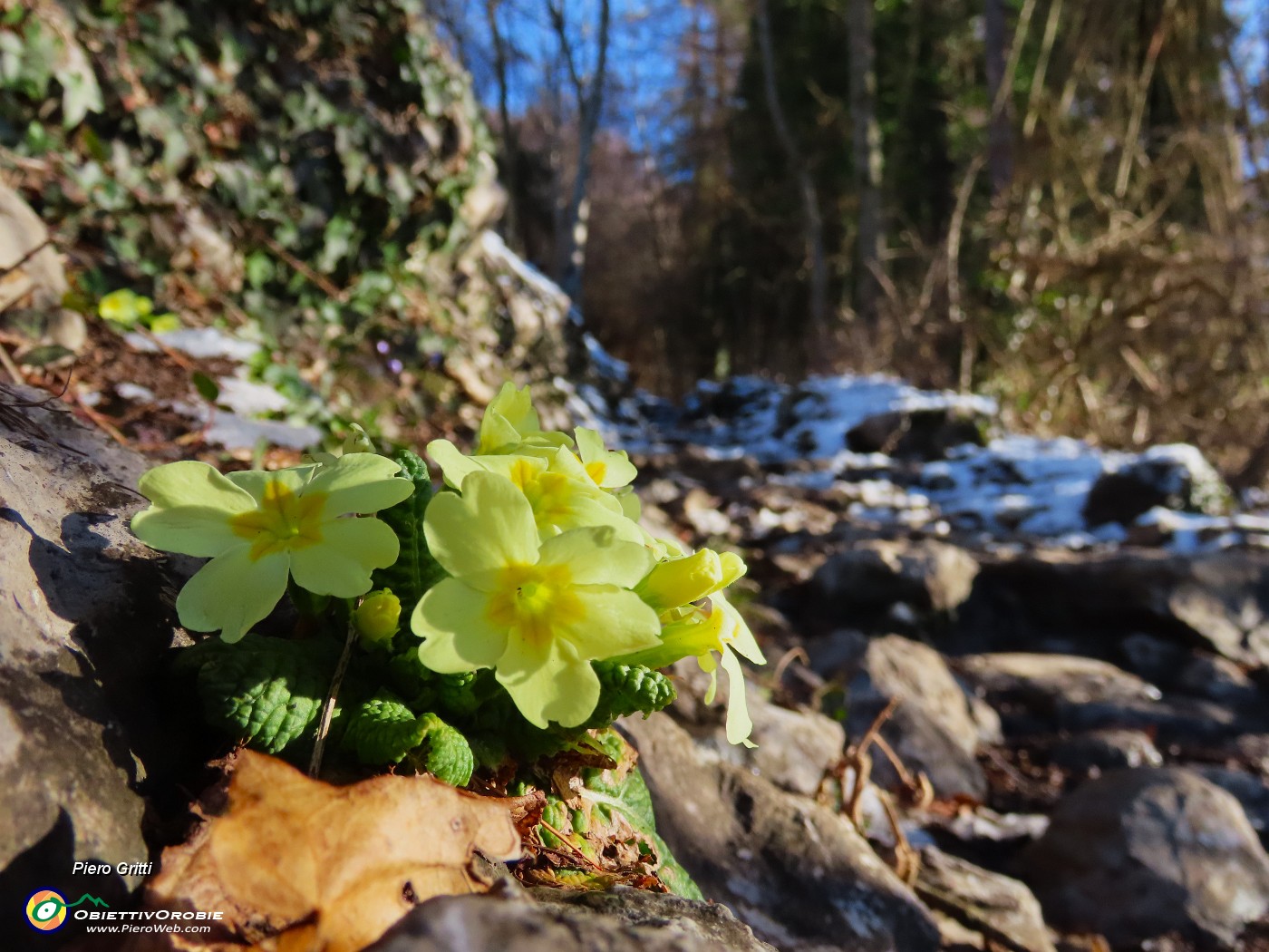 10 Primule in fiore.JPG